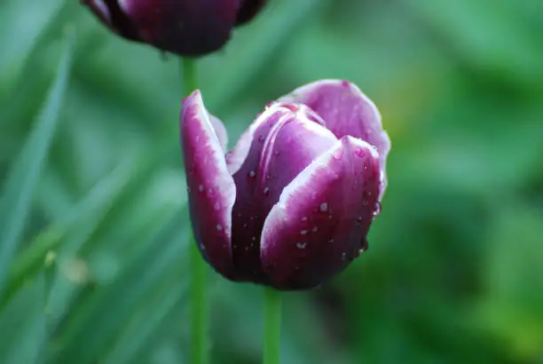Dew drops on the purple petals of a flowering tulip.