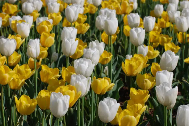 Garden full of tulips blooming in shades of yellow and white.