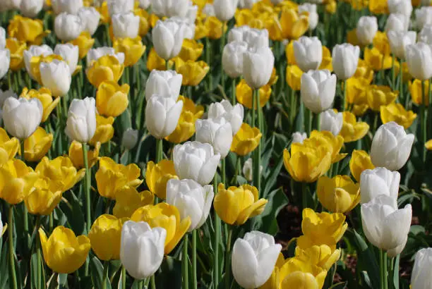 Flowering field of blooming yellow and white tulips in a garden.