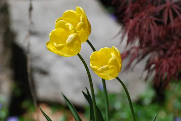 Spring garden with three yellow tulips blooming.