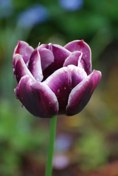 Gorgeous purple tulip flowering in spring.