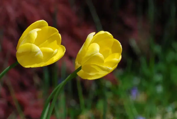 Pretty blooming yellow tulips in a spring garden.