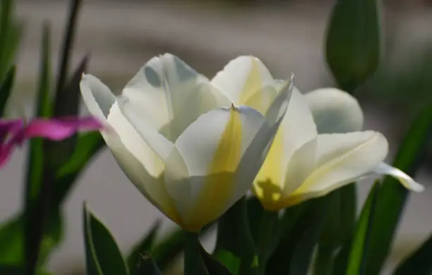 White tulip flowering on spring day in a garden.