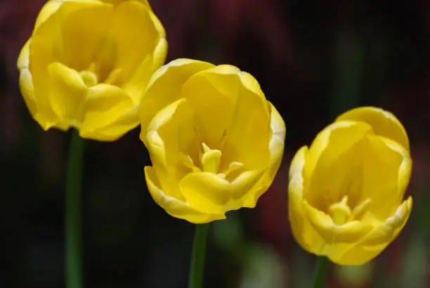 Gorgeous trio of flowering yellow tulip blossoms.