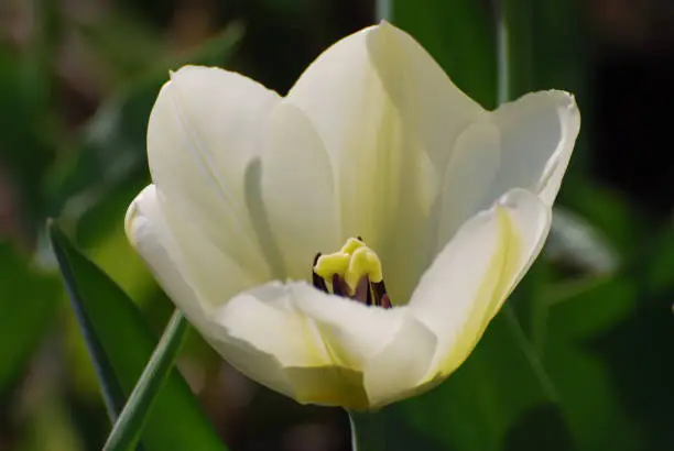 Pretty perfect white tulip flower blossom in a garden.