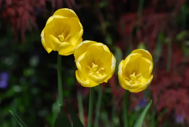 Three yellow flowering tulips blooming in a garden.