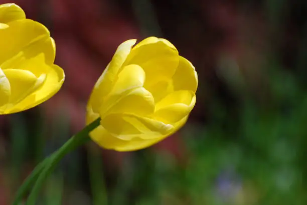 Blooming yellow tulip flowers in a spring bulb garden.