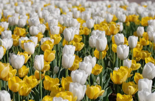 Field of yellow and white tulips flowering in Spring.