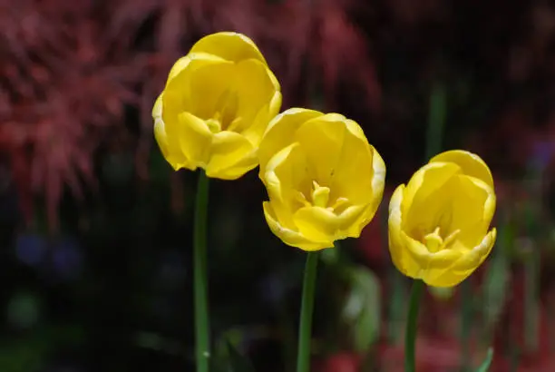 Very pretty trio of yellow tulips flowering in a garden.