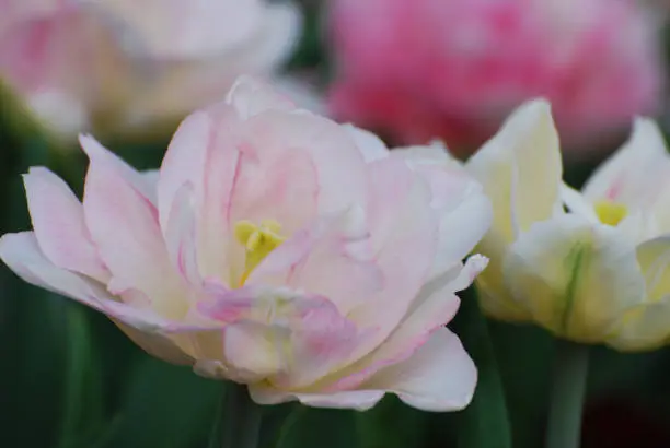 Gorgeous blooming pale pink parrot tulip flowering in a tulip garden.