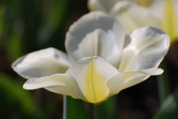 Very pretty flowering white tulip with pale yellow blooming.