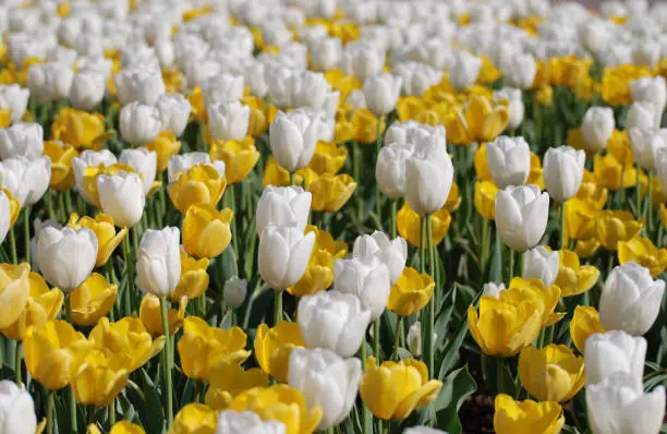 A huge field of blooming yellow and white tulips in a garden.
