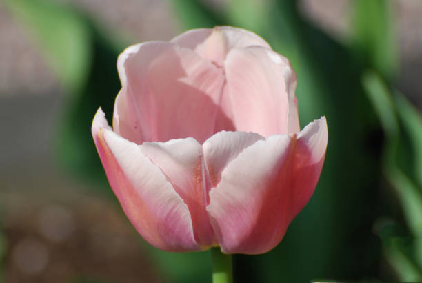 istock Beautiful Pink Flowering Tulips 1138074544