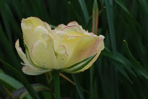 Pretty flowering white tulip heavy with rain drops on it's petals.