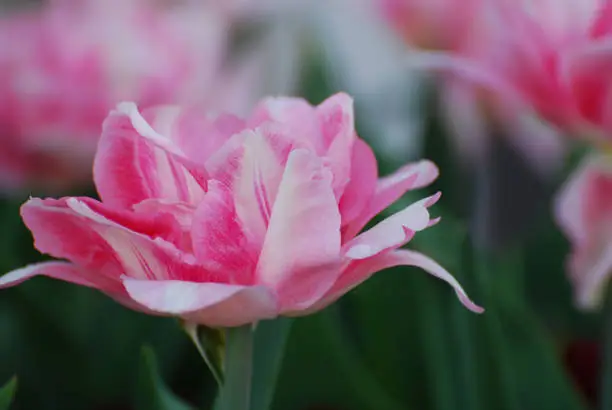 Blooming striped pale pink tulip flower blossom.