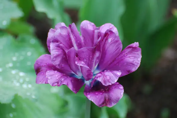 Pretty blooming purple tulip flower with dew drops on the flower petals.