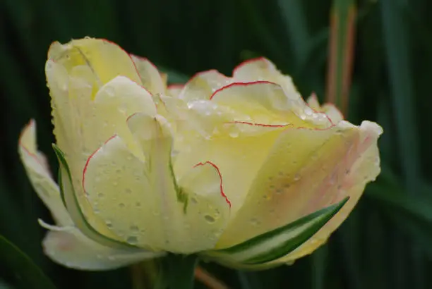 Blooming white tulip with dew drops on the petals.