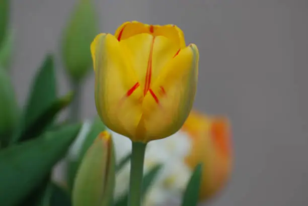 Garden with a yellow tulip flower blossom streaked with red.