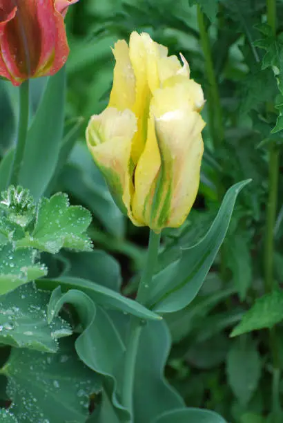 Yellow and green tulip ready to open in the sunshine.