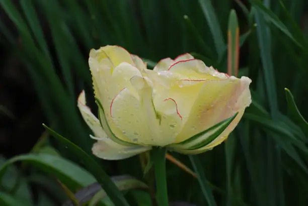 Cream colored tulip trimmed in red flowering in a garden.