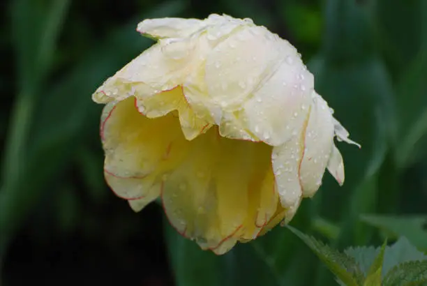 Pretty white tulip heavy with raindrops on the petals.