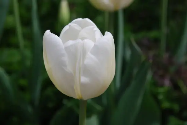 Flowering white tulip flower blossom in a garden.