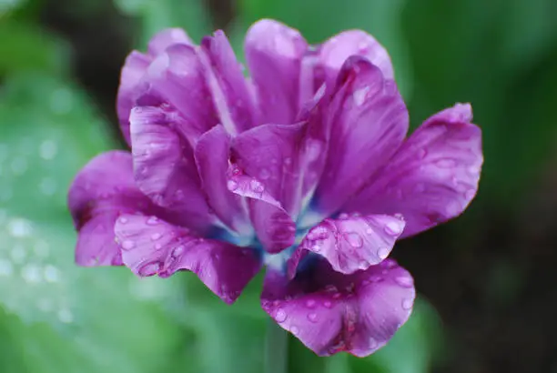 Very pretty flowering purple tulip with water drops on the petals in Spring.