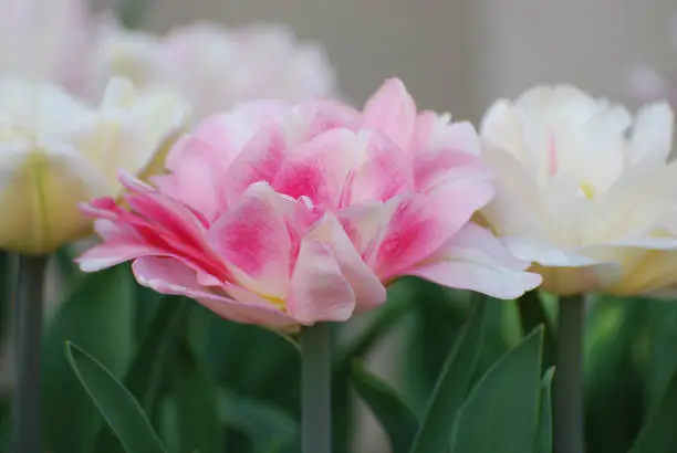 Pink and white parrot tulips flowering in a garden.