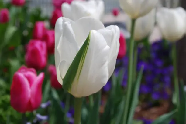 Garden with a white tulip that has a green stripe.