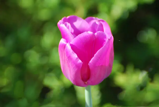 Flowering single dark pink tulip flower blossom in a garden.