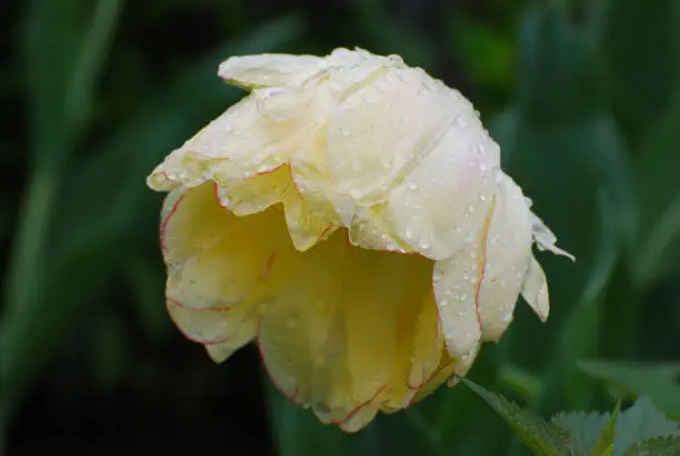 White tulip rimmed in red drooping under the heaviness of a spring rain.