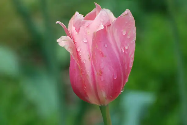 Pale pink tulip with rain drops on the petals.