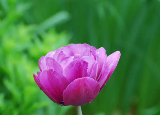 Dark pink parrot tulip flower blossom flowering.