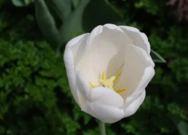 Perfect blooming white tulip flower blossom in spring.
