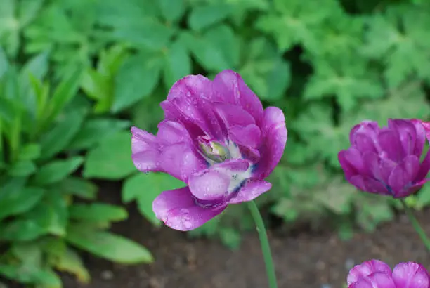 Garden with a purple parrot tulip flower with dew drops on it.