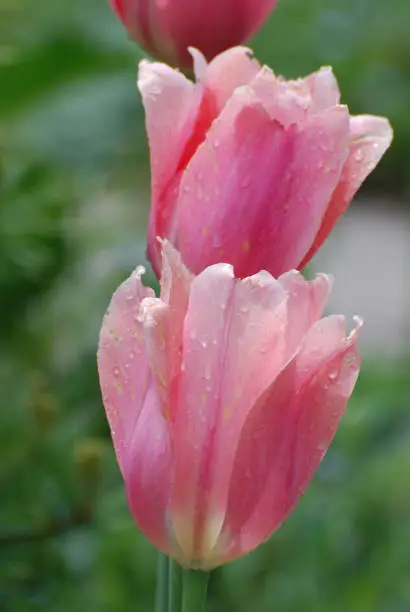 Pretty flowering blooming pink tulips in a garden.