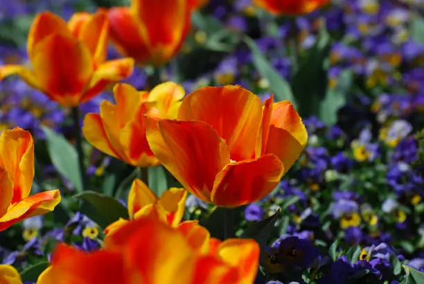 Blooming striped and colorful tulips flwoering in a garden.