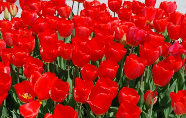 Garden field of blooming brilliant red tulips.