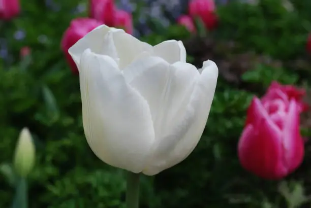 Pretty blooming white tulip flower blossom in the spring.