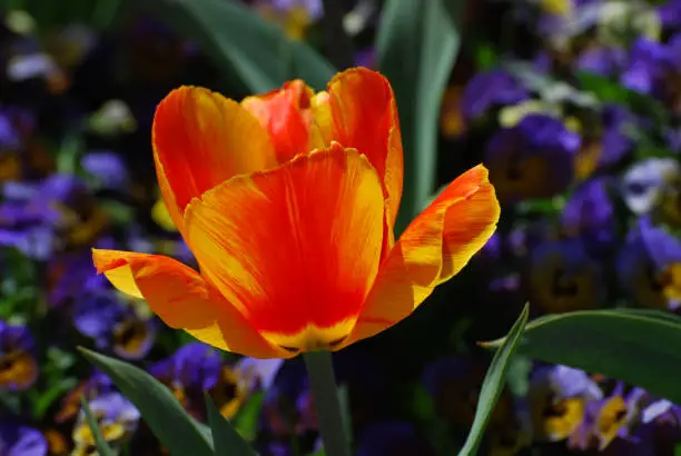 Pretty blooming red and yellow tulip with stripes.