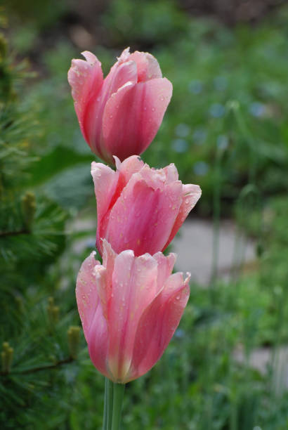 istock Stunning Pink Tulip Blossoms Flowering 1138075256
