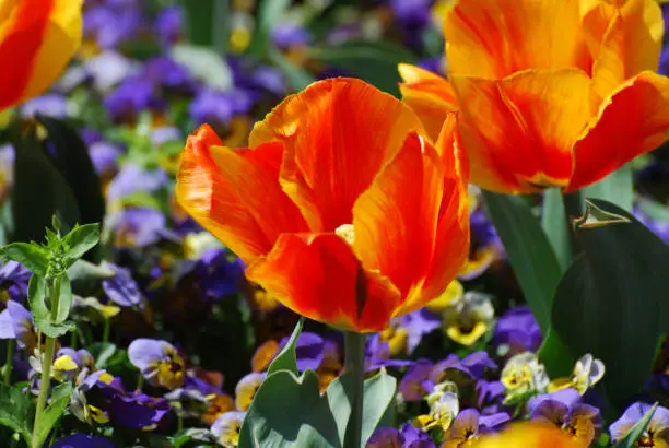 Spring garden with an orange and red tulip flowering.