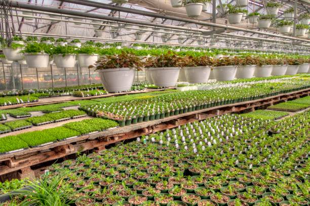 istock Young Plants growing in a Minnesota Greenhouse 1138076323