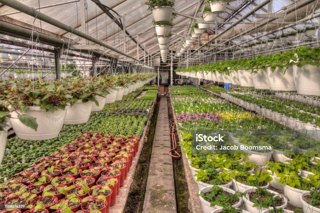 Young Plants growing in a Minnesota Greenhouse Agriculture Stock Photo