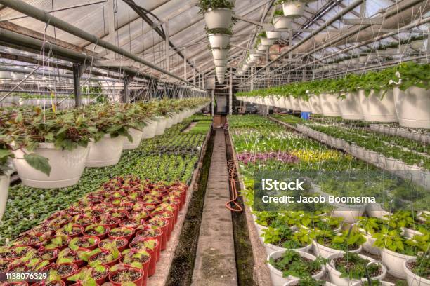 Young Plants Growing In A Minnesota Greenhouse Stock Photo - Download Image Now - Agriculture, Bush, Business