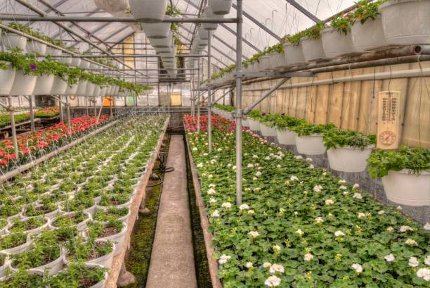 istock Young Plants growing in a Minnesota Greenhouse 1138076332