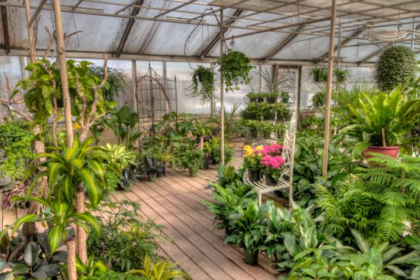 istock Young Plants growing in a Minnesota Greenhouse 1138076380