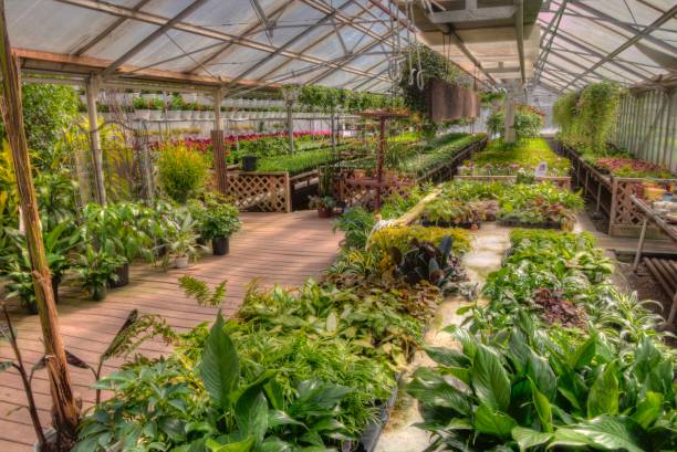 istock Young Plants growing in a Minnesota Greenhouse 1138076518