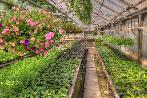 istock Young Plants growing in a Minnesota Greenhouse 1138076529