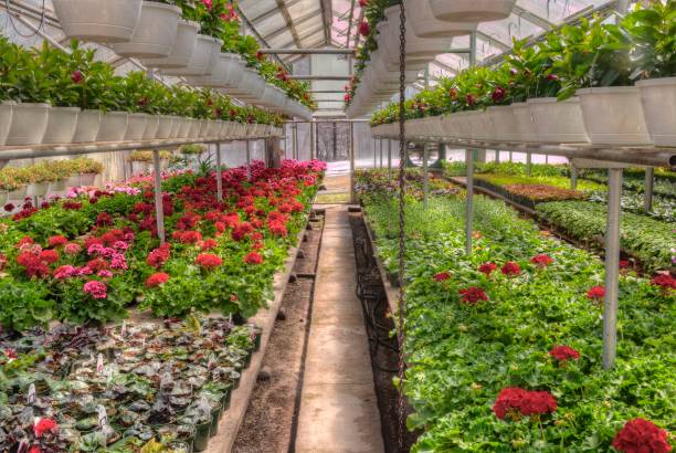 istock Young Plants growing in a Minnesota Greenhouse 1138076534